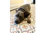 Adopt Sadie a Gray/Blue/Silver/Salt & Pepper American Staffordshire Terrier /