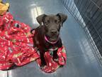 Adopt Leaf a Black American Staffordshire Terrier / Mixed dog in Chandler