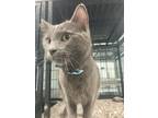 Adopt Jax a Gray or Blue Domestic Shorthair / Domestic Shorthair / Mixed cat in
