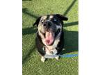 Adopt Sky a Black Husky / Rottweiler / Mixed dog in Kansas City, MO (39153870)