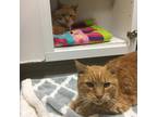 Adopt Nosey a Orange or Red Domestic Shorthair / Domestic Shorthair / Mixed cat