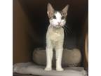 Adopt Monty Python a White Domestic Shorthair / Domestic Shorthair / Mixed cat