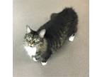 Adopt Snickers a All Black Domestic Longhair / Maine Coon / Mixed cat in