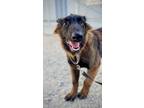 Adopt Coral a Brown/Chocolate Belgian Malinois / Mixed dog in Fresno