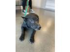 Adopt Bobby a Black Australian Cattle Dog / Mixed dog in Fresno, CA (39154042)