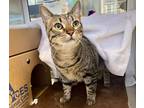 Adopt Tootie Tabby a Brown or Chocolate Domestic Shorthair / Domestic Shorthair