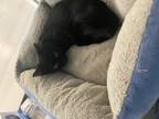 Adopt Foxxy a All Black Domestic Mediumhair / Domestic Shorthair / Mixed cat in