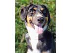 Adopt Tucker a Black Australian Shepherd / Mixed dog in Blackwood, NJ (39153932)