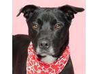 Adopt Banner a Black American Pit Bull Terrier / Mixed dog in Caldwell