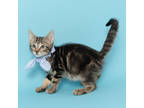Adopt Wallace a Brown or Chocolate Domestic Shorthair / Domestic Shorthair /