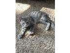 Adopt Artemis a Gray, Blue or Silver Tabby American Shorthair / Mixed (short