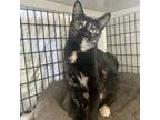 Adopt Fancy a All Black Domestic Shorthair / Domestic Shorthair / Mixed cat in