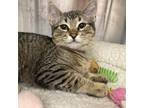Adopt Gracie a Brown or Chocolate Domestic Shorthair / Domestic Shorthair /