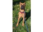 Adopt Gazelle II ER-B a Tan/Yellow/Fawn Cane Corso / Mixed dog in Cleveland