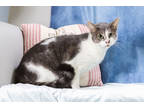 Adopt Scrappy a Gray or Blue Domestic Shorthair / Domestic Shorthair / Mixed cat