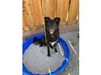 Adopt Cookie a Black Border Collie / Mixed dog in Buena Vista, CO (39153561)
