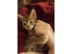 Adopt Chai a Brown Tabby Domestic Shorthair / Mixed (short coat) cat in