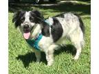 Adopt Sprocket a White Border Collie / Australian Shepherd / Mixed dog in