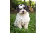 Adopt Mary Jane a White Bichon Frise / Mixed dog in Malvern, PA (39153657)