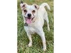Adopt Whitney a White Pug / Mixed dog in Malvern, PA (39153654)