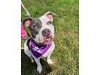 Adopt CupCake a White American Pit Bull Terrier / Mixed dog in Worcester