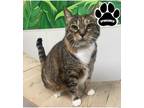 Adopt Brittany a Brown or Chocolate Domestic Shorthair / Domestic Shorthair /