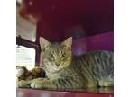 Adopt WESTERN CHARCOAL a Gray or Blue Domestic Shorthair / Domestic Shorthair /