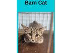 Adopt Dos a Gray or Blue Domestic Shorthair / Domestic Shorthair / Mixed cat in