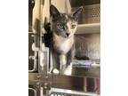 Adopt Patsy a Brown or Chocolate Domestic Shorthair / Domestic Shorthair / Mixed