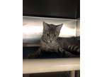 Adopt Macy a Gray or Blue Domestic Shorthair / Domestic Shorthair / Mixed cat in