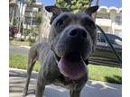 Adopt Sage a Brindle - with White American Staffordshire Terrier / American Pit