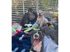 Adopt Puppies! a Gray/Blue/Silver/Salt & Pepper Pit Bull Terrier / Cane Corso /