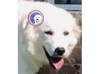 Adopt Gwendolyn a White Great Pyrenees / Mixed dog in Portland, OR (39153188)