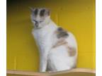 Adopt PATCHES a Calico or Dilute Calico Calico (short coat) cat in Pegram