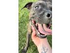 Adopt Remmy a Brindle American Pit Bull Terrier / Mixed dog in Franklin