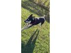 Adopt Koda a Black - with White German Shepherd Dog / Husky / Mixed dog in