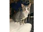 Adopt Ruby a Brown Tabby Domestic Shorthair / Mixed (short coat) cat in