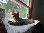 Adopt Kobe a Tiger Striped Domestic Shorthair (short coat) cat in Wading River