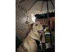 Adopt Teddy a White - with Tan, Yellow or Fawn Golden Retriever / Australian