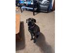 Adopt Sammy a Boxer dog in Lorain, OH (39153334)