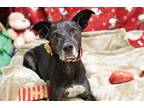 Adopt STEVIE a Black Labrador Retriever / Pointer / Mixed dog in Diamond