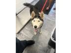 Adopt Sasha a Husky / Mixed dog in Oxford, NC (39153293)