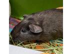 Adopt Brownie -- Bonded Buddies With Cookie & Queen a Guinea Pig small animal in