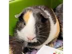 Adopt Queen -- Bonded Buddies With Brownie & Cookie a Guinea Pig small animal in