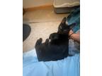 Adopt Jordan a All Black Domestic Shorthair (short coat) cat in Wading River