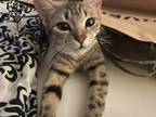 Adopt biggy a Tiger Striped American Shorthair / Mixed (short coat) cat in