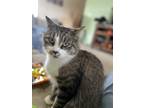 Adopt Cedar a Domestic Mediumhair / Mixed (long coat) cat in Peoria