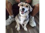 Adopt Hermosa JT a Tan/Yellow/Fawn Beagle / Mixed dog in Rosemont, IL (39153423)