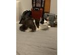 Adopt Kyo a Black & White or Tuxedo Domestic Longhair / Mixed (long coat) cat in