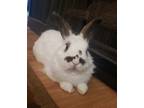 Adopt Domino a English Spot / Mixed rabbit in West Vancouver, BC (39153174)